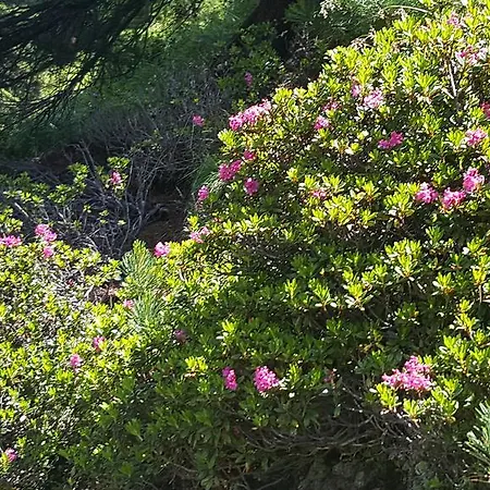 Alouette 公寓 利德阿尔卑斯