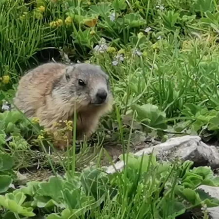 Alouette Appartement *